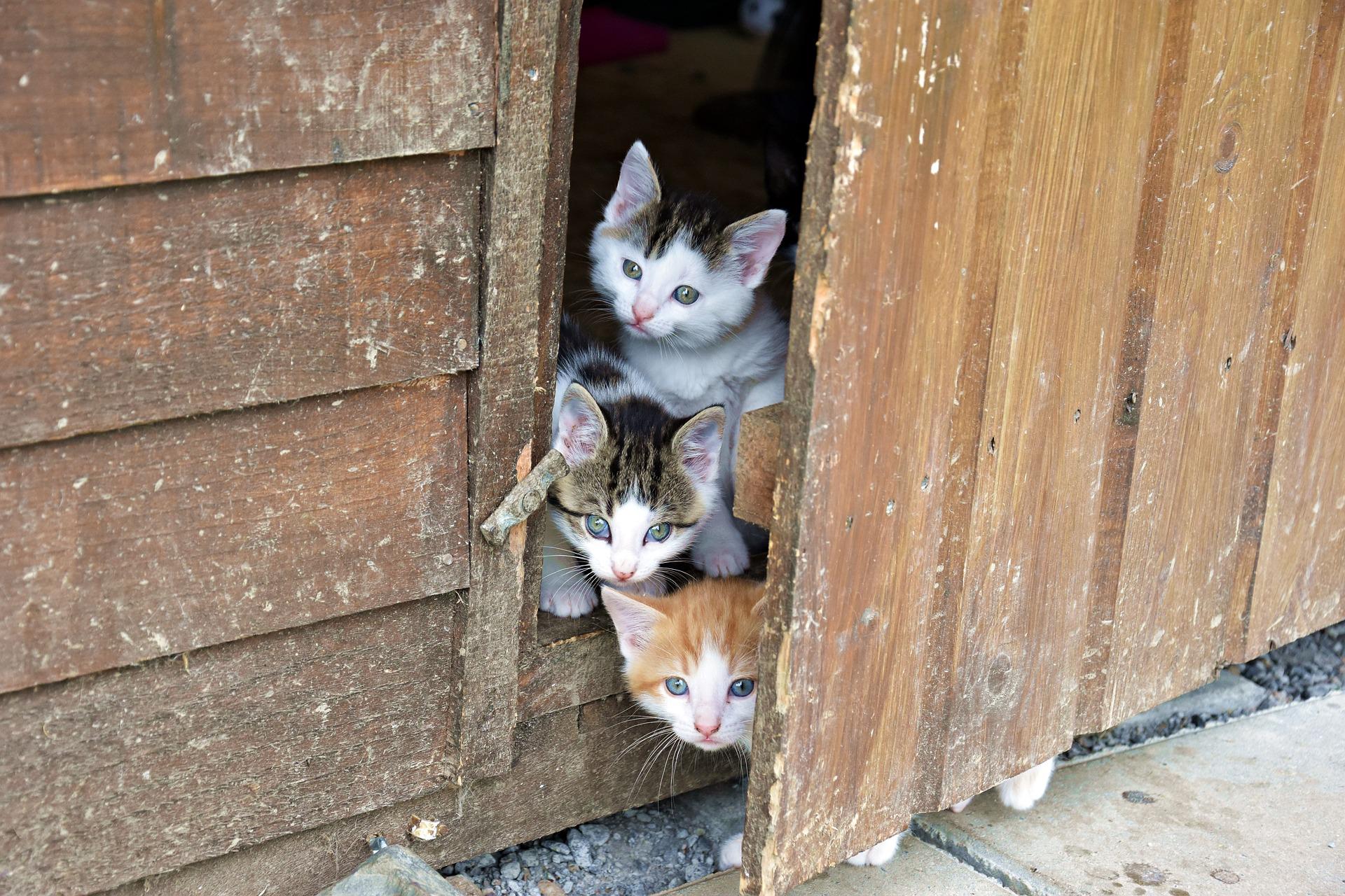 Litter of kittens inside of door