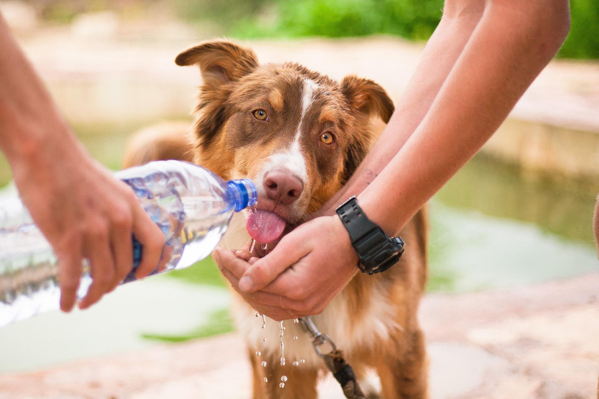 Dog drinking water