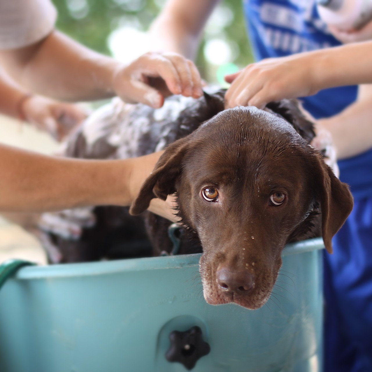 Dog getting bath